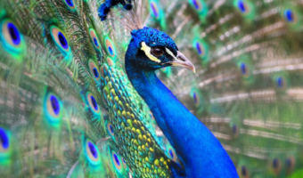 Winter Park Peacock