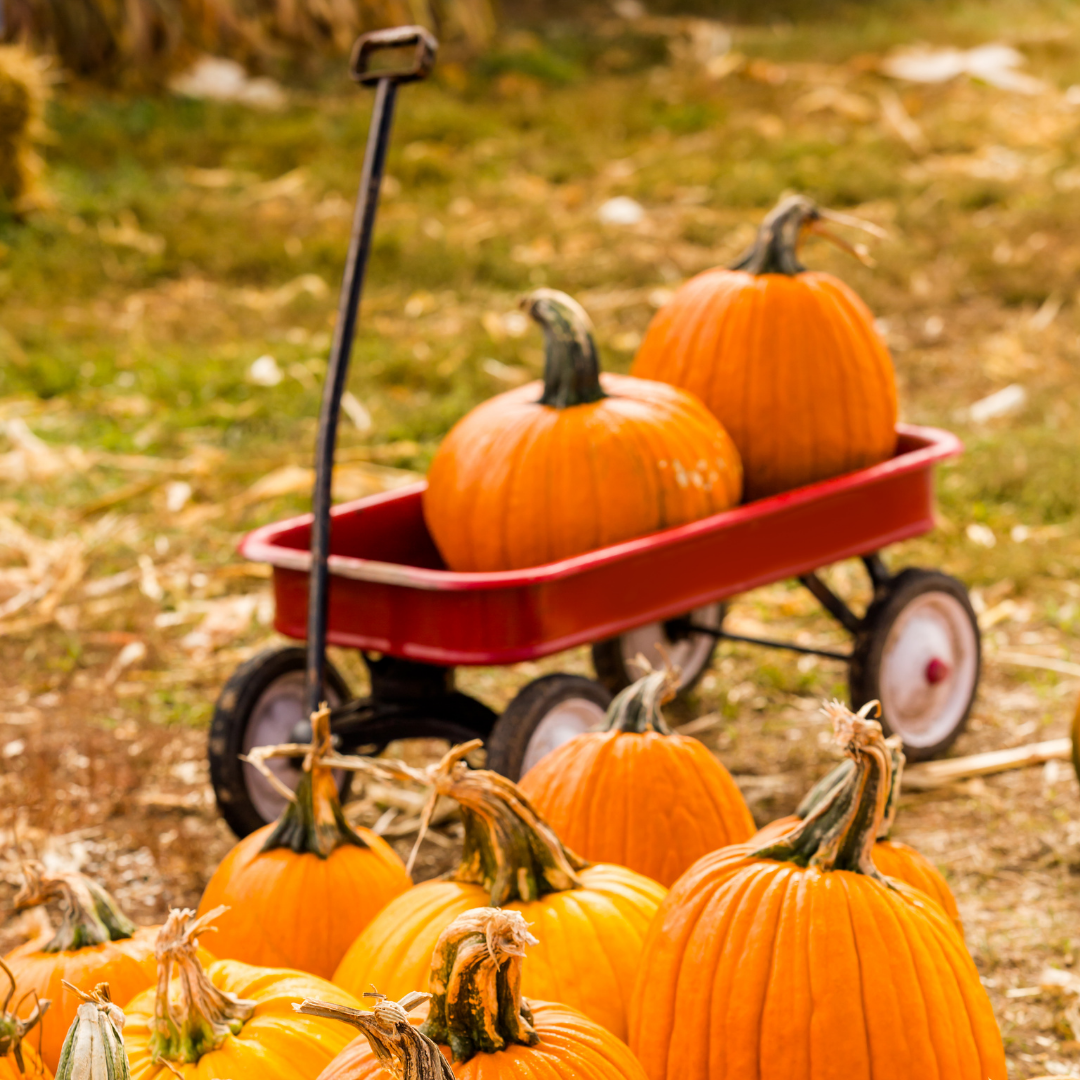 Central Florida's Best Pumpkin Patches & Fall Festivals Florida Living