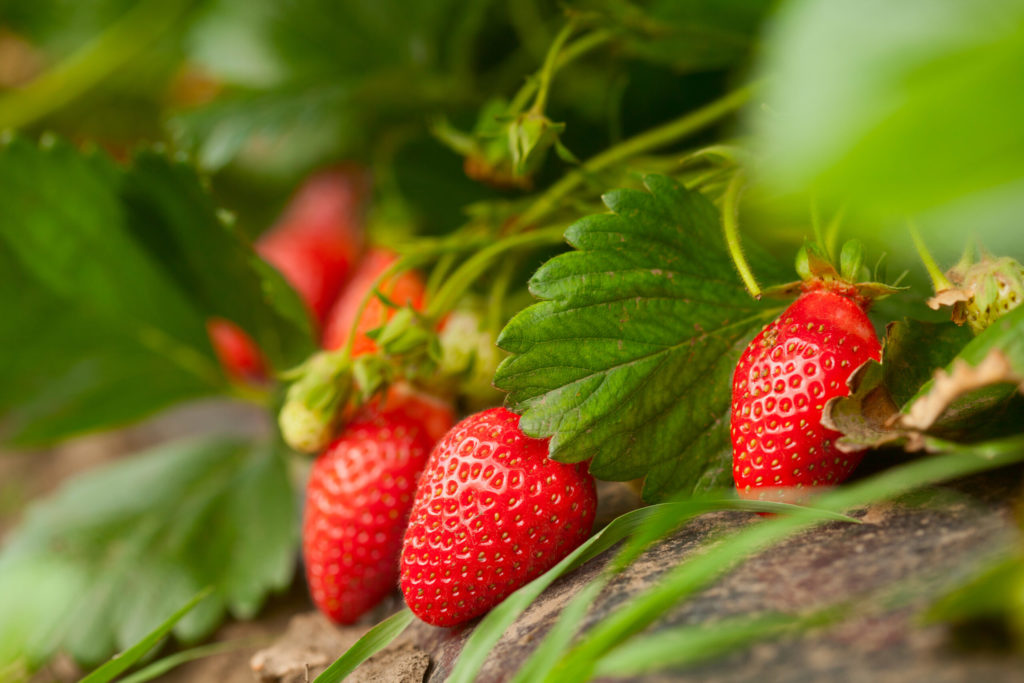 Best Places to Pick Strawberries in Central Florida Florida Living